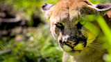 Colorado Mountain Lion Attack Roundup