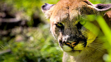 Close-up of mountain lion face peering through grass