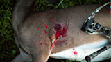 Deer lying on grass with bloody puncture wound and compound bow beside it