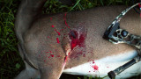 Ask MeatEater: What’s the Best Broadhead for Deer?