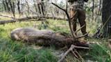 Bull elk carcass on grass with large antlers and a hunter's legs standing behind it