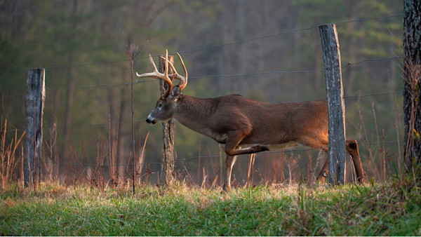 How The Hunting Public Finds Quality Public Land Deer Hunting