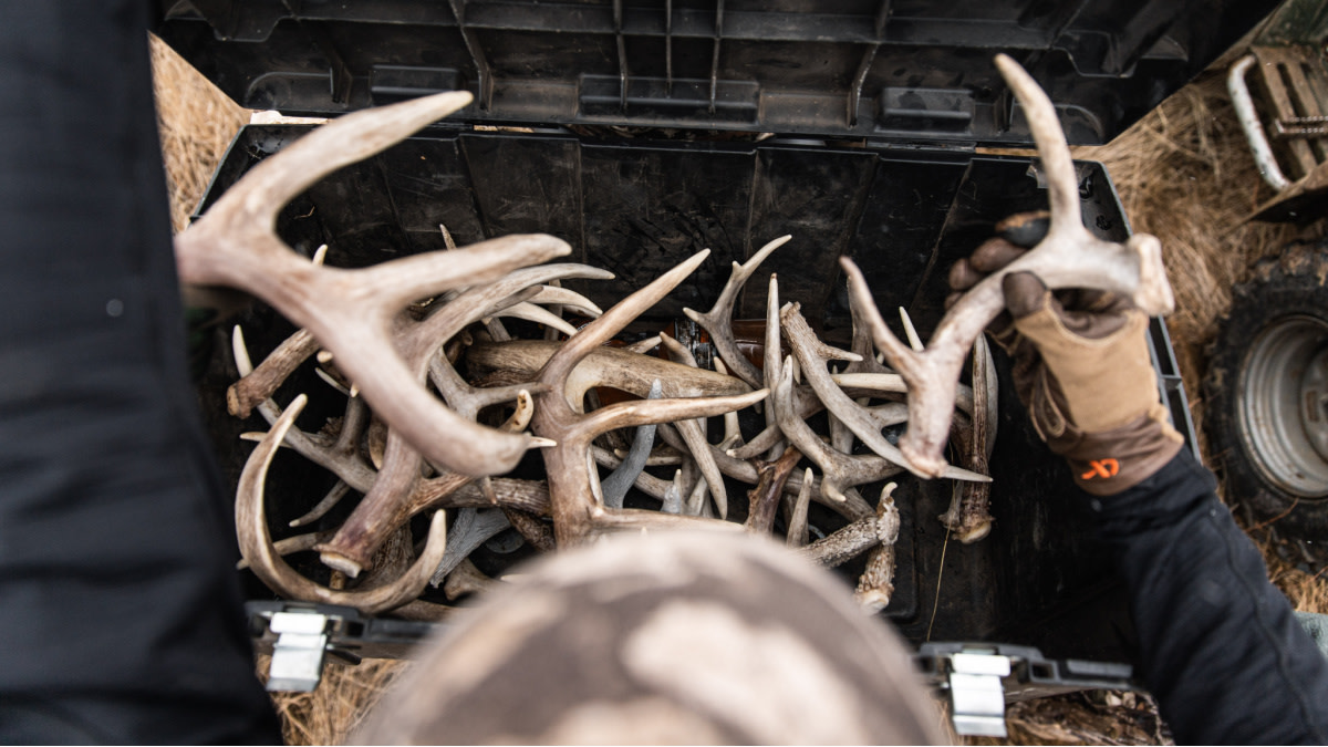 4 Tricks for Finding More Whitetail Sheds