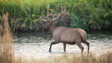 Nebraska Introduces Controversial July Elk Season