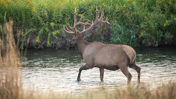 Nebraska Introduces Controversial July Elk Season