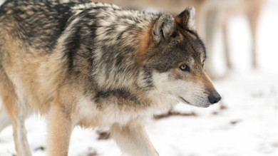 Gray wolf walking on snow, side profile with focused eyes; second blurred wolf behind