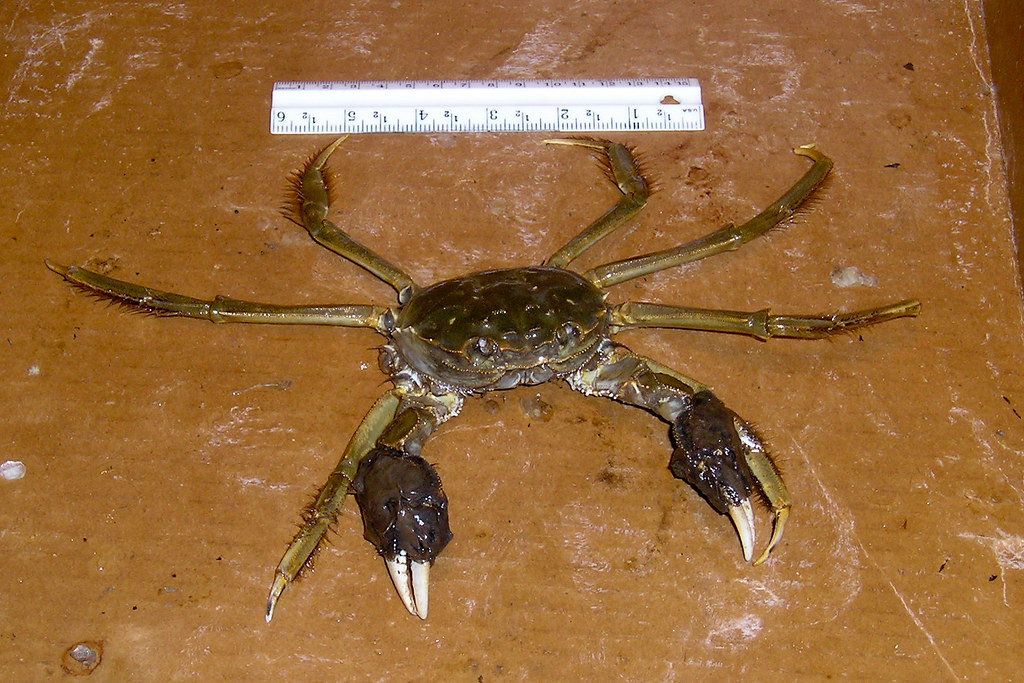 chinese mitten crab