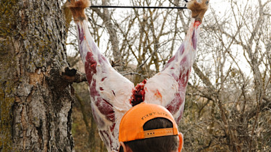 Skinned deer carcass hung by hind legs, hunter seen from back wearing orange cap FIRST LITE