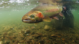 Feds Reject Calls to Breach Snake River Dams as Idaho Salmon Stocks Plummet