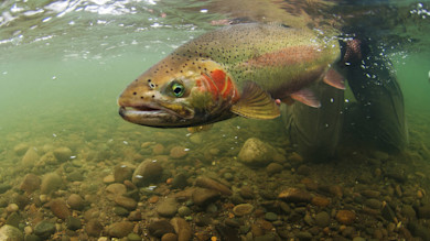 Close-up of large trout held underwater over a rocky riverbed by a person in waders
