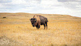 Bison standing in golden grass prairie with low rolling hills and cloudy sky