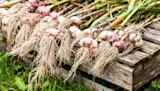 Spring Care for Big Bulbs of Garlic
