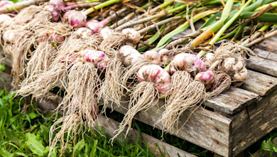 Freshly harvested garlic bulbs with roots and green stalks on a weathered wooden crate