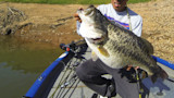 Bass-ic Instinct: Are You Really Ready to Dance with a Double-Digit Fish?