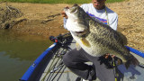 Bass-ic Instinct: Are You Really Ready to Dance with a Double-Digit Fish?