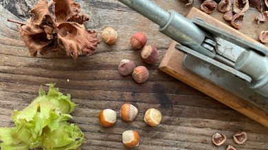 Hazelnuts, green husks, cracked shells, and metal nutcracker on wooden surface