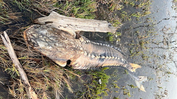 San Francisco Bay Experiences First Ever Massive Fish Kill from Red Tide