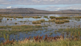 Wetland marsh with grassy tussocks in shallow reflective water and distant hills