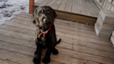 Black shaggy dog sitting on a wooden porch wearing an orange collar