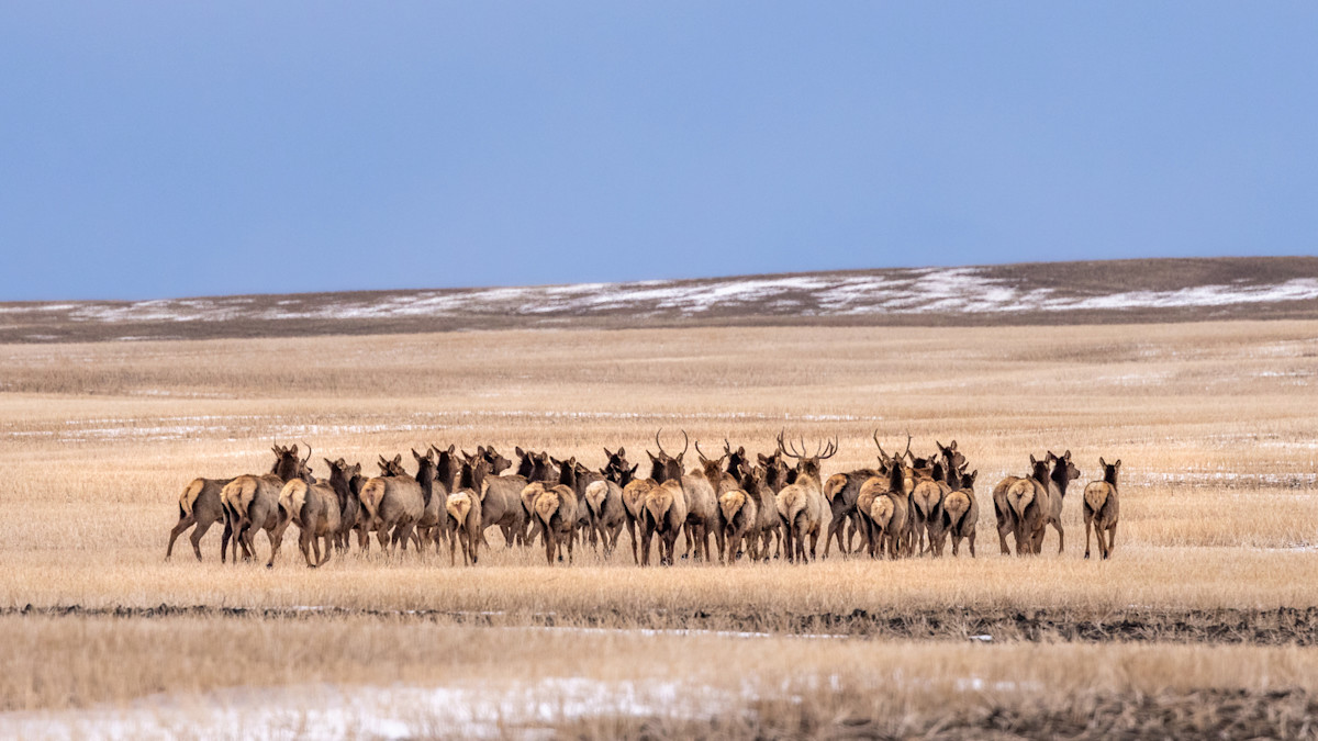 Family of Poachers Busted for Mowing Down Elk from a Truck