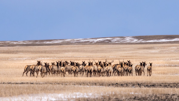 Family of Poachers Busted for Mowing Down Elk from a Truck