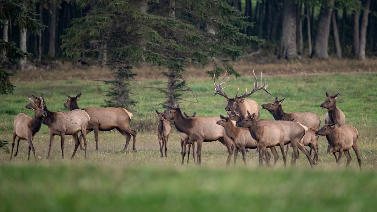 Elk Feedgrounds Could Help Bears and Wolves More Than Hunters