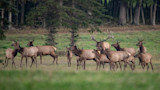 Elk Feedgrounds Could Help Bears and Wolves More Than Hunters