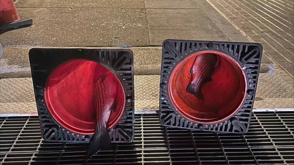 These Striper Poachers in New York are Really Bad at Hiding Fish