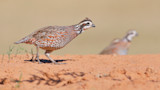 Two quail on red sand, detailed bird in foreground and a blurred quail in background