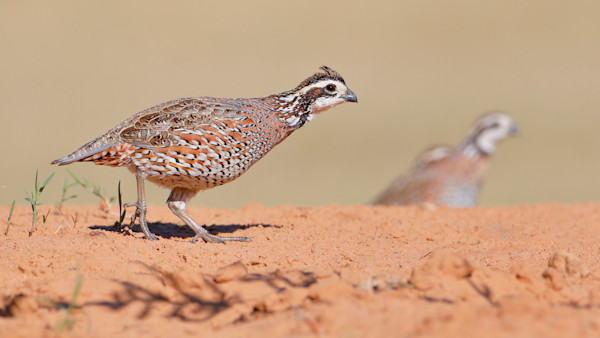 Time is Running Out for Congress to Protect our Nation’s Wildlife