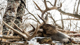 Downed buck with large antlers lying on snowy ground; hunter's camo-clad legs beside it