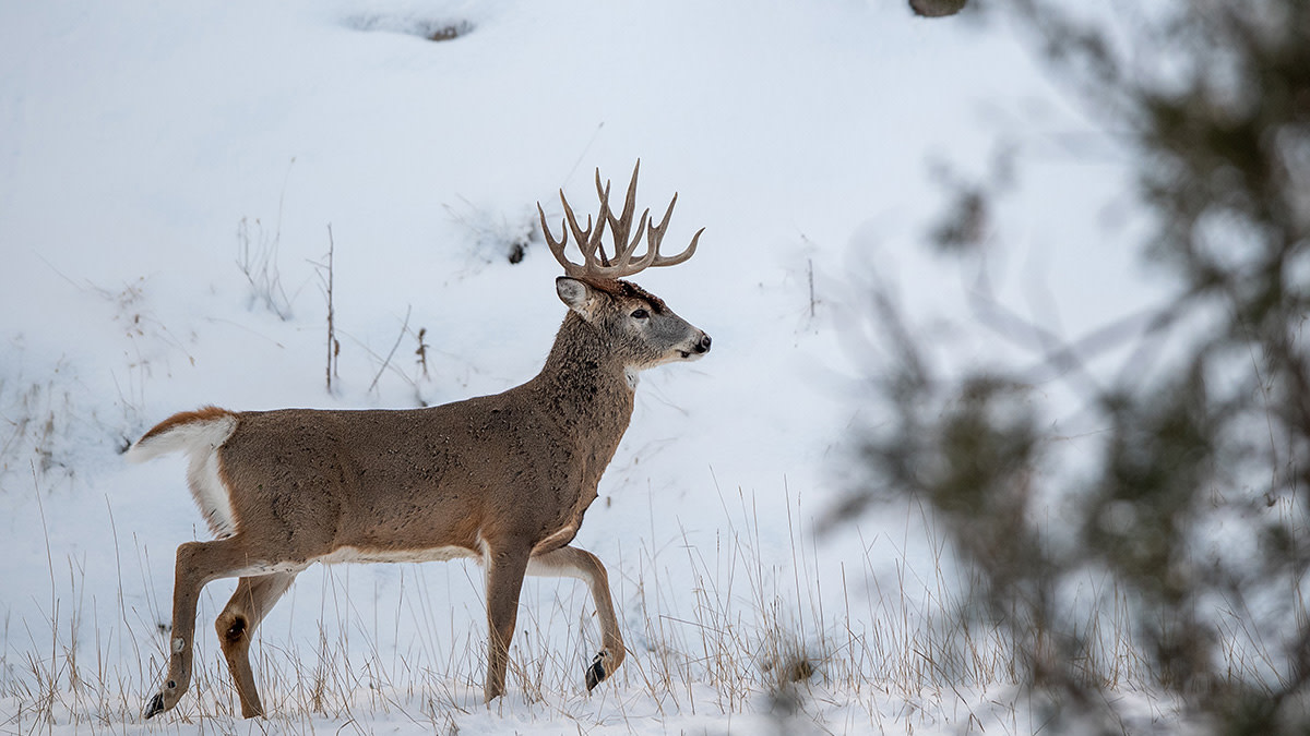 How to Double-Team Track a Buck