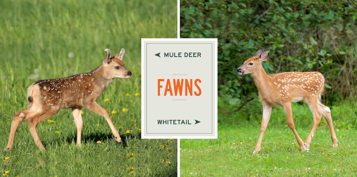 mule-deer-vs-whitetail-fawns
