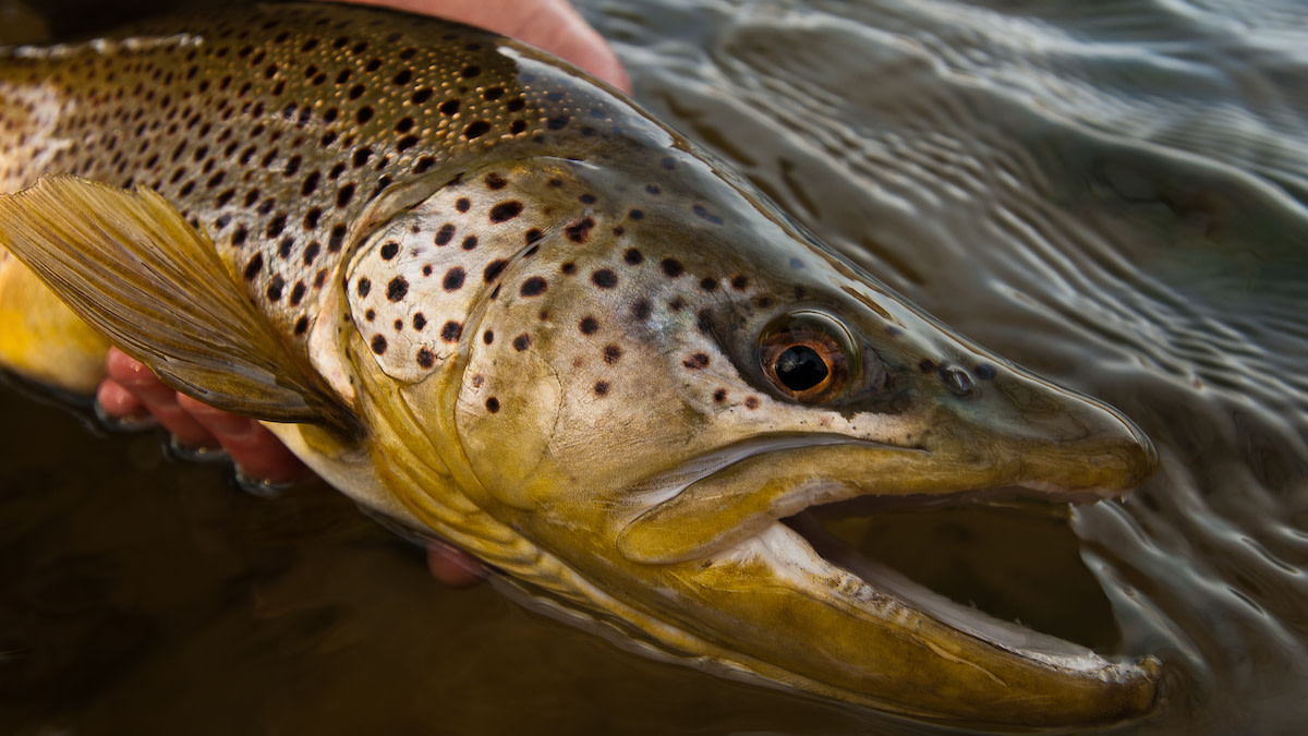 How to Catch Trout at Night