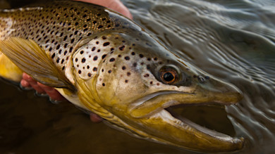 Brown trout held in water, close-up of spotted head with open mouth