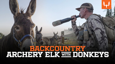 Donkey and hunter blowing elk call; text overlay "BACKCOUNTRY ARCHERY ELK WITH DONKEYS"