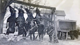 Four hunters with rifles beside several large carcasses hanging from a wooden frame.