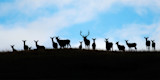 Silhouetted elk herd on ridge against blue sky, bull elk with antlers centered