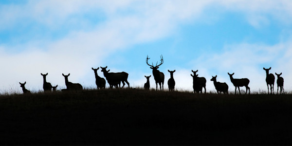 Does, Cows, and Sows: The Origin of Game Animal Names