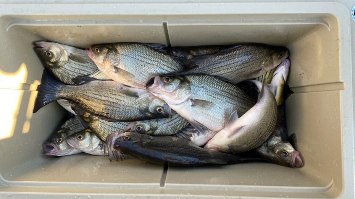 How to Catch White Bass