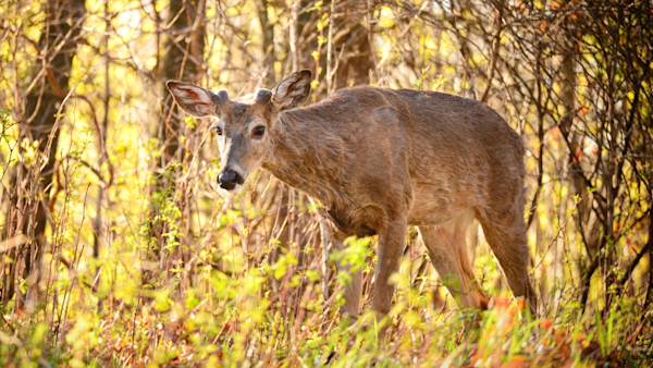 How to Identify the Core Areas of Mature Bucks