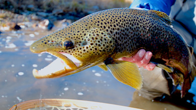 Large brown trout held by angler over river with landing net