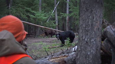 Two bears, black and brown, in a forest clearing watched from behind by a hunter in orange vest