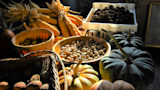 Sunlit table with pumpkins, Indian corn, baskets and bowls of nuts and truffles