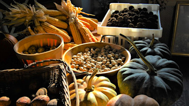 Sunlit table with pumpkins, Indian corn, baskets and bowls of nuts and truffles