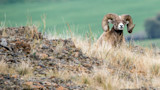 Bighorn ram with large curled horns standing on rocky grassy ridge