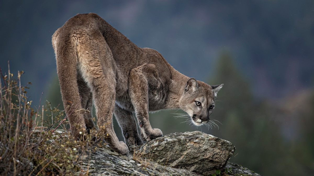 California Euthanizes Mountain Lion Following Attack at Summer Camp