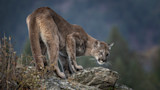 California Euthanizes Mountain Lion Following Attack at Summer Camp