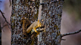 Squirrel clinging to a lichen-covered tree branch