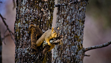 Squirrel clinging to a lichen-covered tree branch